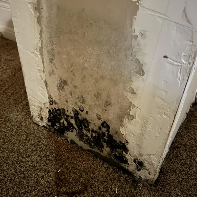 Professional Mold Removal in Van Buren, ME